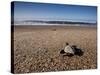 Hatchling Sea Turtle Heads to the Ocean-null-Stretched Canvas