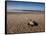 Hatchling Sea Turtle Heads to the Ocean-null-Framed Stretched Canvas