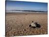 Hatchling Sea Turtle Heads to the Ocean-null-Stretched Canvas