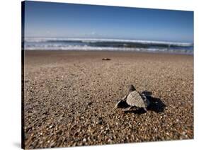 Hatchling Sea Turtle Heads to the Ocean-null-Stretched Canvas