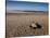 Hatchling Sea Turtle Heads to the Ocean-null-Stretched Canvas