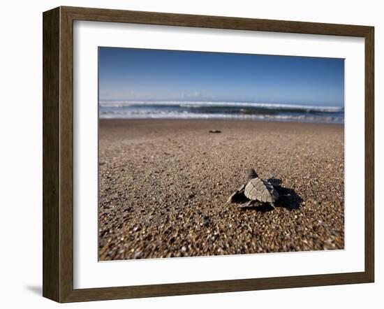 Hatchling Sea Turtle Heads to the Ocean-null-Framed Premium Photographic Print