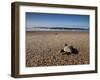 Hatchling Sea Turtle Heads to the Ocean-null-Framed Premium Photographic Print