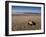 Hatchling Sea Turtle Heads to the Ocean-null-Framed Premium Photographic Print