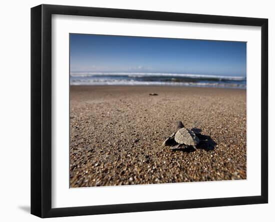 Hatchling Sea Turtle Heads to the Ocean-null-Framed Premium Photographic Print