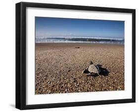 Hatchling Sea Turtle Heads to the Ocean-null-Framed Premium Photographic Print