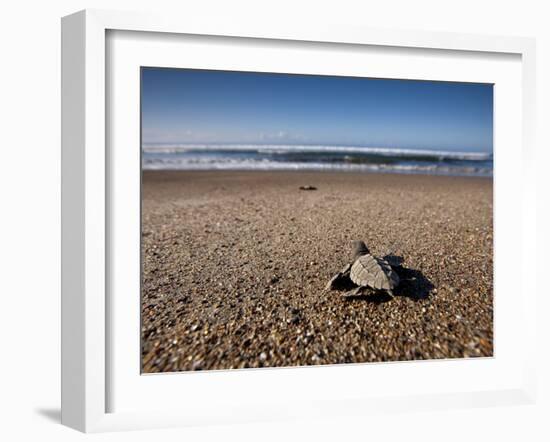 Hatchling Sea Turtle Heads to the Ocean-null-Framed Premium Photographic Print