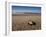 Hatchling Sea Turtle Heads to the Ocean-null-Framed Premium Photographic Print