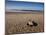 Hatchling Sea Turtle Heads to the Ocean-null-Mounted Premium Photographic Print