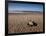 Hatchling Sea Turtle Heads to the Ocean-null-Framed Premium Photographic Print