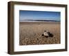 Hatchling Sea Turtle Heads to the Ocean-null-Framed Premium Photographic Print