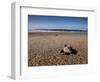 Hatchling Sea Turtle Heads to the Ocean-null-Framed Premium Photographic Print