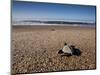 Hatchling Sea Turtle Heads to the Ocean-null-Mounted Premium Photographic Print