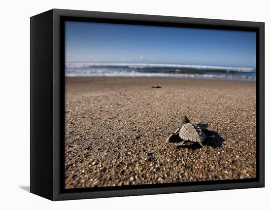 Hatchling Sea Turtle Heads to the Ocean-null-Framed Stretched Canvas