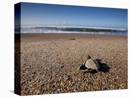 Hatchling Sea Turtle Heads to the Ocean-null-Stretched Canvas