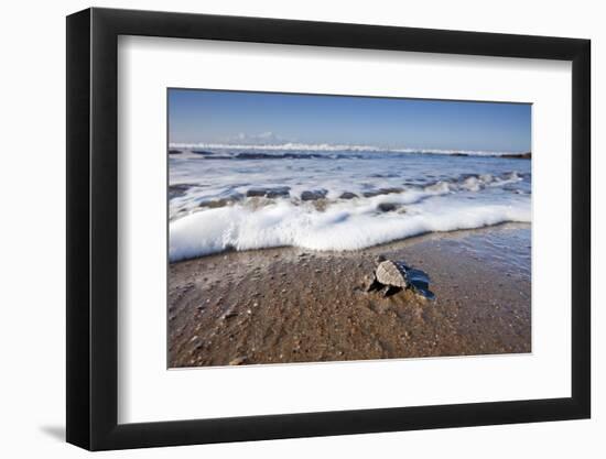 Hatchling Sea Turtle Heads to the Ocean-Paul Souders-Framed Photographic Print