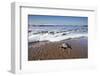 Hatchling Sea Turtle Heads to the Ocean-Paul Souders-Framed Photographic Print