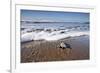 Hatchling Sea Turtle Heads to the Ocean-Paul Souders-Framed Photographic Print