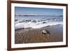 Hatchling Sea Turtle Heads to the Ocean-Paul Souders-Framed Photographic Print