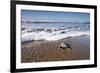 Hatchling Sea Turtle Heads to the Ocean-Paul Souders-Framed Photographic Print