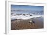 Hatchling Sea Turtle Heads to the Ocean-Paul Souders-Framed Photographic Print