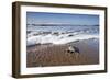 Hatchling Sea Turtle Heads to the Ocean-Paul Souders-Framed Photographic Print