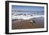 Hatchling Sea Turtle Heads to the Ocean-Paul Souders-Framed Photographic Print