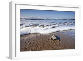 Hatchling Sea Turtle Heads to the Ocean-Paul Souders-Framed Photographic Print