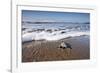 Hatchling Sea Turtle Heads to the Ocean-Paul Souders-Framed Photographic Print