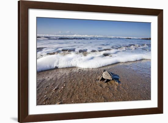 Hatchling Sea Turtle Heads to the Ocean-Paul Souders-Framed Photographic Print