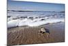 Hatchling Sea Turtle Heads to the Ocean-Paul Souders-Mounted Photographic Print