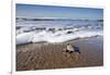 Hatchling Sea Turtle Heads to the Ocean-Paul Souders-Framed Photographic Print