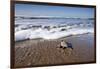 Hatchling Sea Turtle Heads to the Ocean-Paul Souders-Framed Photographic Print