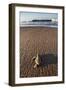 Hatchling Sea Turtle Heads to the Ocean-Paul Souders-Framed Photographic Print