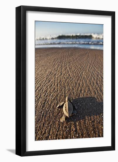 Hatchling Sea Turtle Heads to the Ocean-Paul Souders-Framed Photographic Print