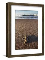 Hatchling Sea Turtle Heads to the Ocean-Paul Souders-Framed Photographic Print