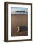 Hatchling Sea Turtle Heads to the Ocean-Paul Souders-Framed Photographic Print