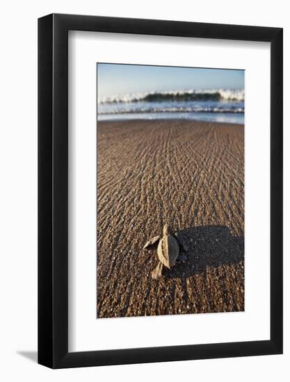 Hatchling Sea Turtle Heads to the Ocean-Paul Souders-Framed Photographic Print