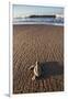 Hatchling Sea Turtle Heads to the Ocean-Paul Souders-Framed Photographic Print