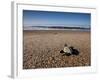 Hatchling Sea Turtle Heads to the Ocean-null-Framed Photographic Print