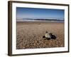 Hatchling Sea Turtle Heads to the Ocean-null-Framed Photographic Print