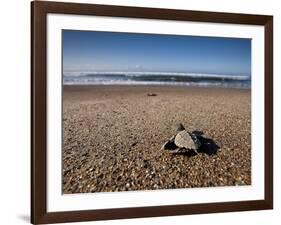 Hatchling Sea Turtle Heads to the Ocean-null-Framed Photographic Print