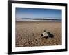 Hatchling Sea Turtle Heads to the Ocean-null-Framed Photographic Print