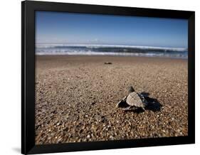 Hatchling Sea Turtle Heads to the Ocean-null-Framed Photographic Print