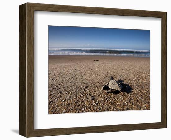 Hatchling Sea Turtle Heads to the Ocean-null-Framed Photographic Print