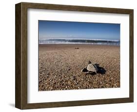 Hatchling Sea Turtle Heads to the Ocean-null-Framed Photographic Print