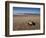 Hatchling Sea Turtle Heads to the Ocean-null-Framed Photographic Print