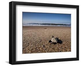 Hatchling Sea Turtle Heads to the Ocean-null-Framed Photographic Print