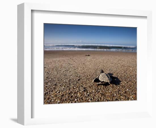 Hatchling Sea Turtle Heads to the Ocean-null-Framed Photographic Print