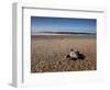 Hatchling Sea Turtle Heads to the Ocean-null-Framed Photographic Print